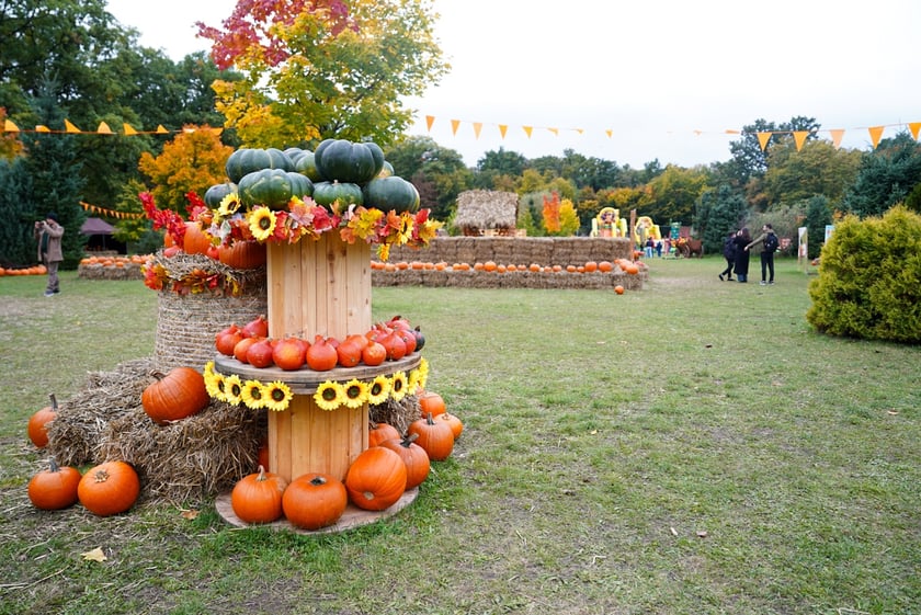 Farma Dyniowa we Wrocławiu