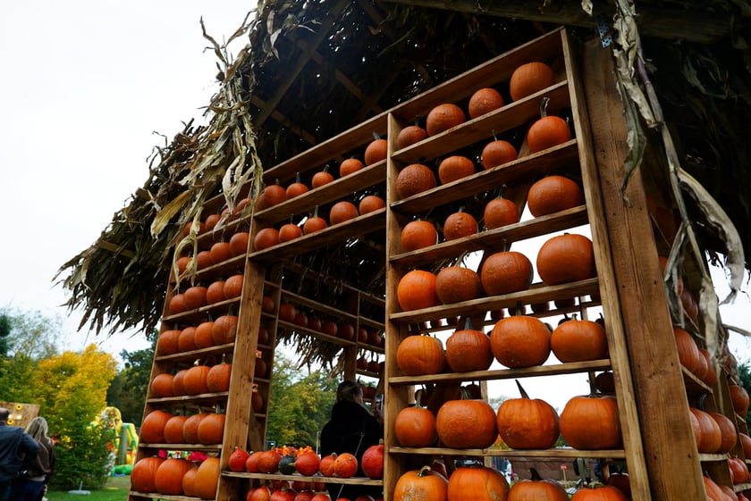 Farma Dyniowa we Wrocławiu