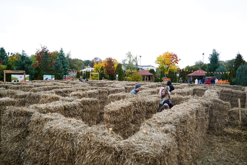 Farma Dyniowa we Wrocławiu