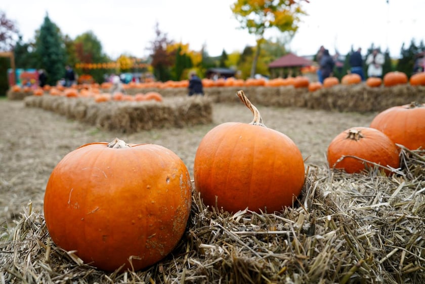Farma Dyniowa we Wrocławiu