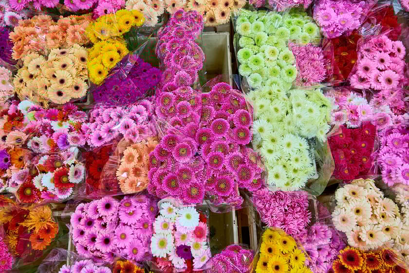 Giełda Kwiatowa we Wrocławiu - oto co na niej dostaniemy