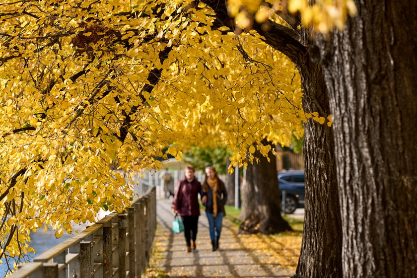 Jesień we Wrocławiu