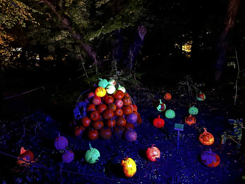 Dyniowe Iluminacje w Ogrodzie Botanicznym UWr&nbsp;