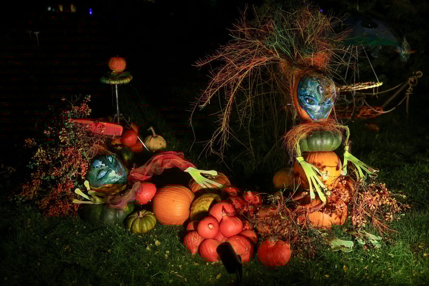 Dyniowe iluminacje w Ogrodzie Botanicznym.