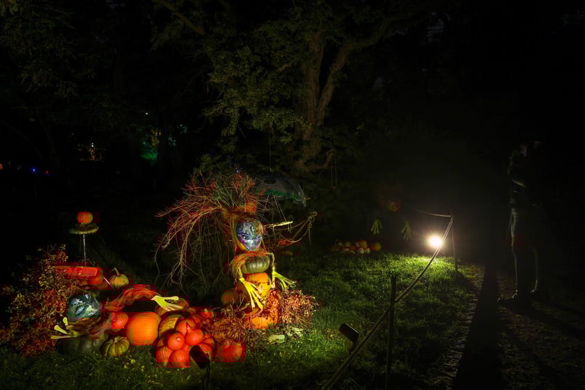 Dyniowe iluminacje w Ogrodzie Botanicznym.