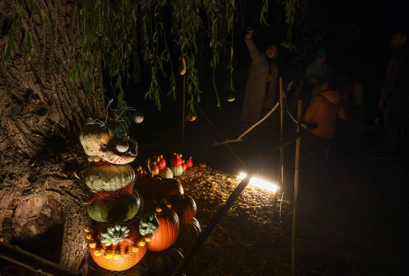 Dyniowe iluminacje w Ogrodzie Botanicznym.