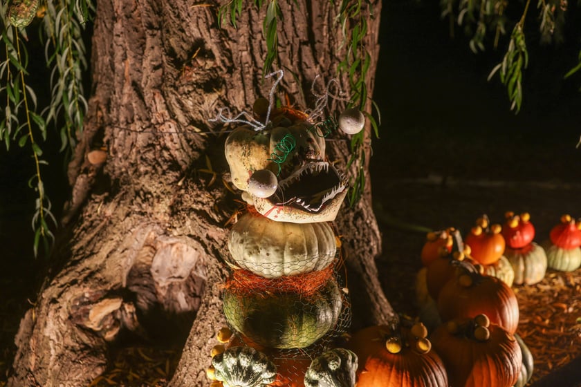 Dyniowe iluminacje w Ogrodzie Botanicznym.