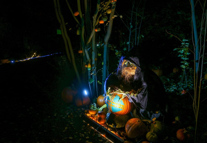 Dyniowe iluminacje w Ogrodzie Botanicznym.