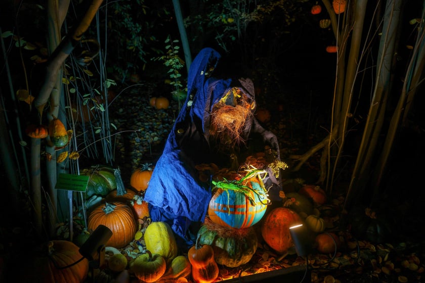 Dyniowe iluminacje w Ogrodzie Botanicznym.