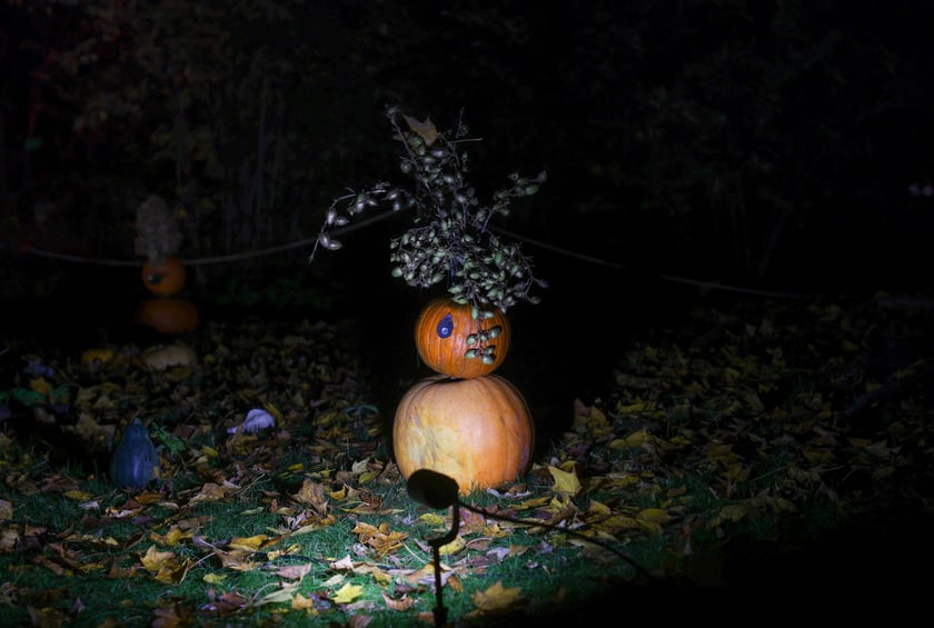 Dyniowe iluminacje w Ogrodzie Botanicznym.