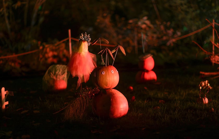 Dyniowe iluminacje w Ogrodzie Botanicznym.