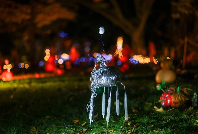 Dyniowe iluminacje w Ogrodzie Botanicznym.