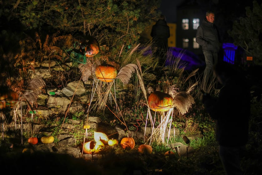 Dyniowe iluminacje w Ogrodzie Botanicznym.