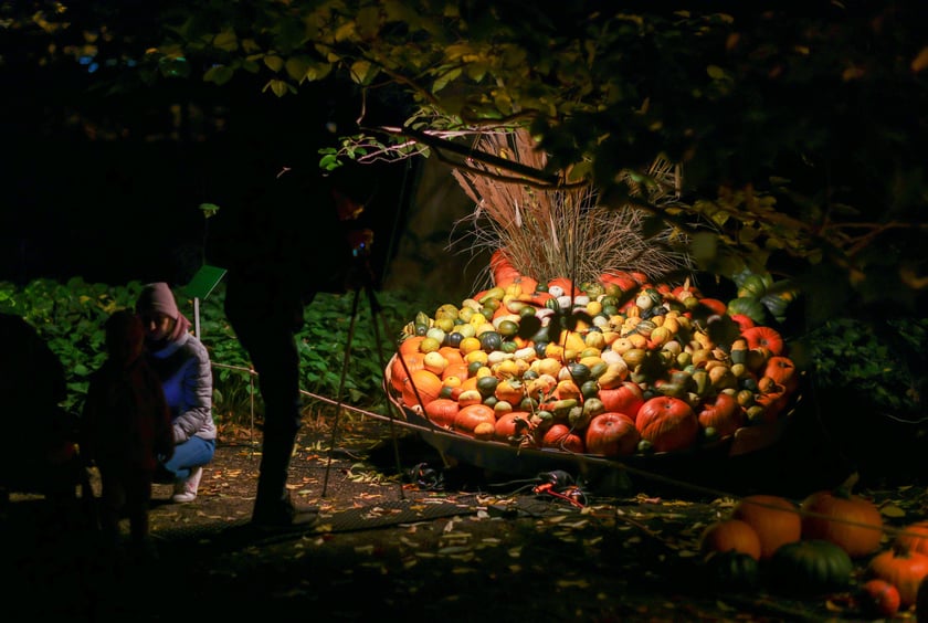 Dyniowe iluminacje w Ogrodzie Botanicznym.