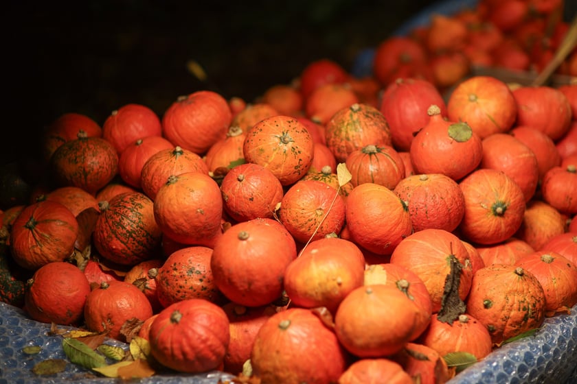 Dyniowe iluminacje w Ogrodzie Botanicznym.