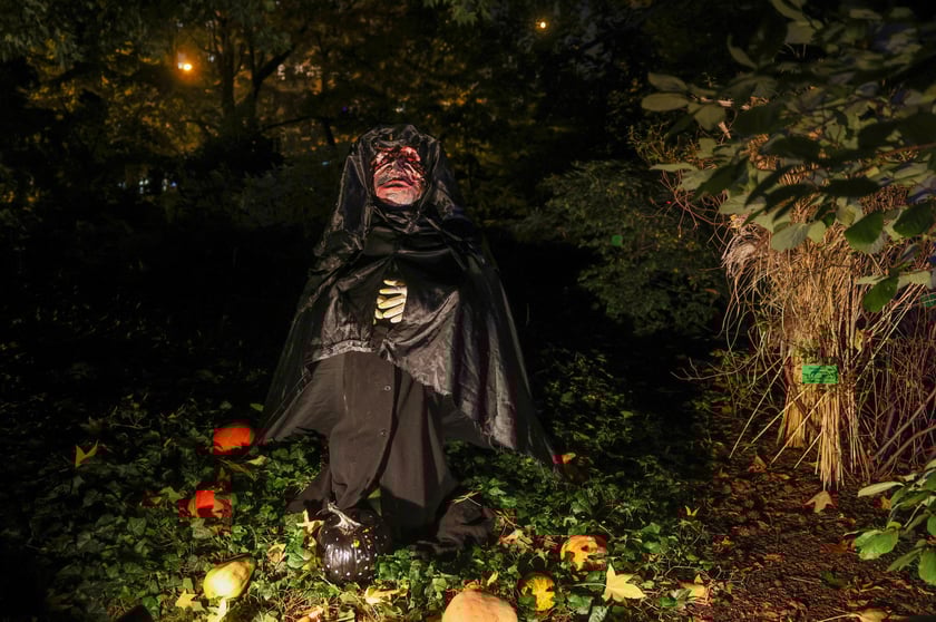 Dyniowe iluminacje w Ogrodzie Botanicznym.