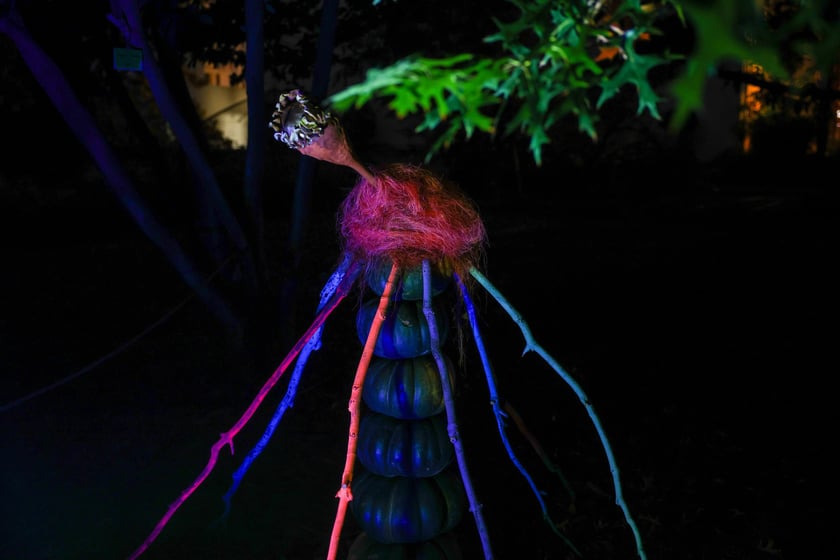 Dyniowe iluminacje w Ogrodzie Botanicznym.