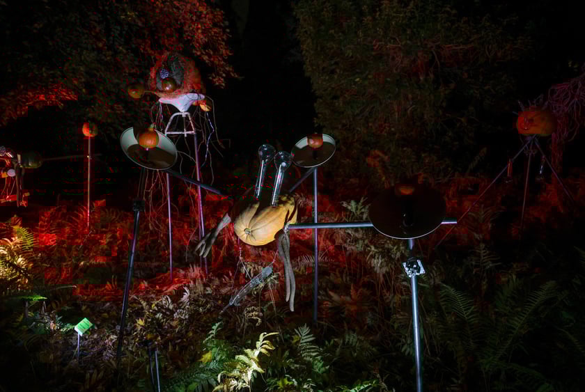 Dyniowe iluminacje w Ogrodzie Botanicznym.