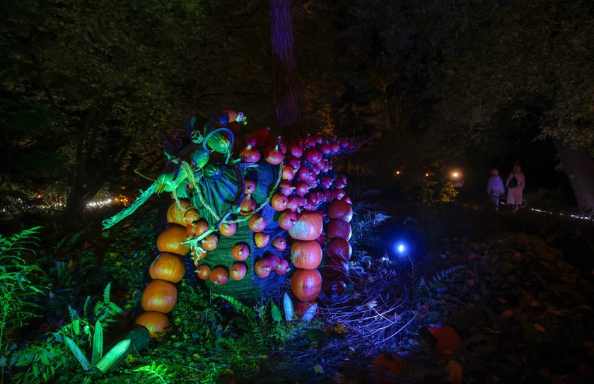 Dyniowe iluminacje w Ogrodzie Botanicznym.