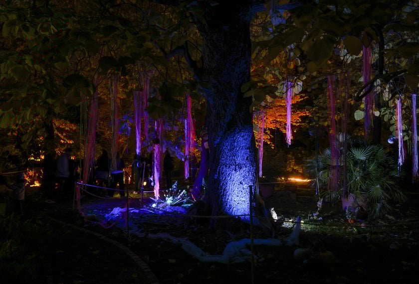 Dyniowe iluminacje w Ogrodzie Botanicznym.
