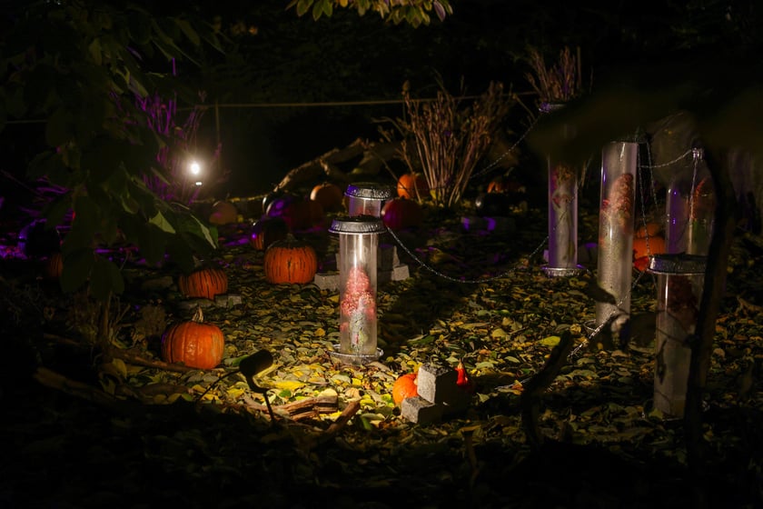 Dyniowe iluminacje w Ogrodzie Botanicznym.