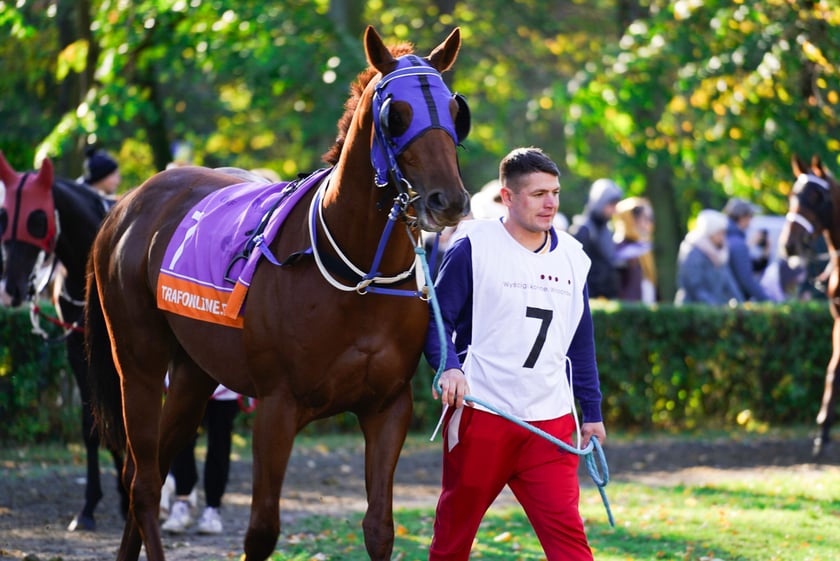 11. dzień wyścigowy: Crystal Cup i Święto Województwa Dolnośląskiego na Wrocławskim Torze Wyścigów Konnych Partynice