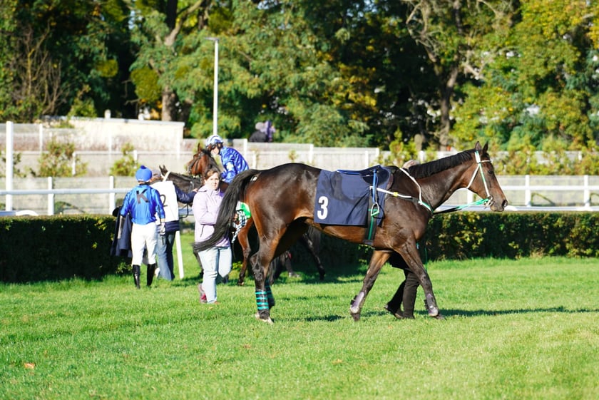 11. dzień wyścigowy: Crystal Cup i Święto Województwa Dolnośląskiego na Wrocławskim Torze Wyścigów Konnych Partynice