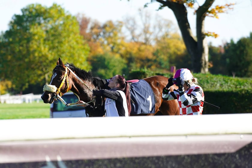11. dzień wyścigowy: Crystal Cup i Święto Województwa Dolnośląskiego na Wrocławskim Torze Wyścigów Konnych Partynice