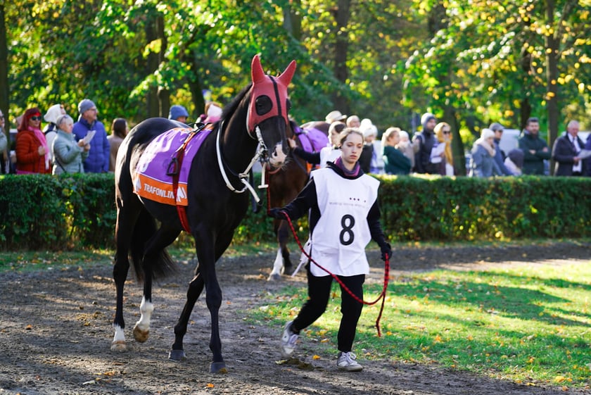 11. dzień wyścigowy: Crystal Cup i Święto Województwa Dolnośląskiego na Wrocławskim Torze Wyścigów Konnych Partynice