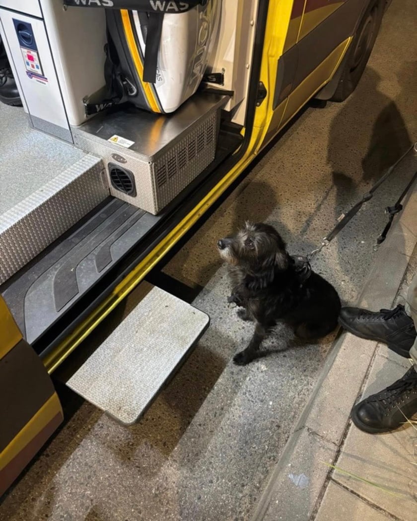 Suczka uratowała swojego pana – wzruszająca historia!