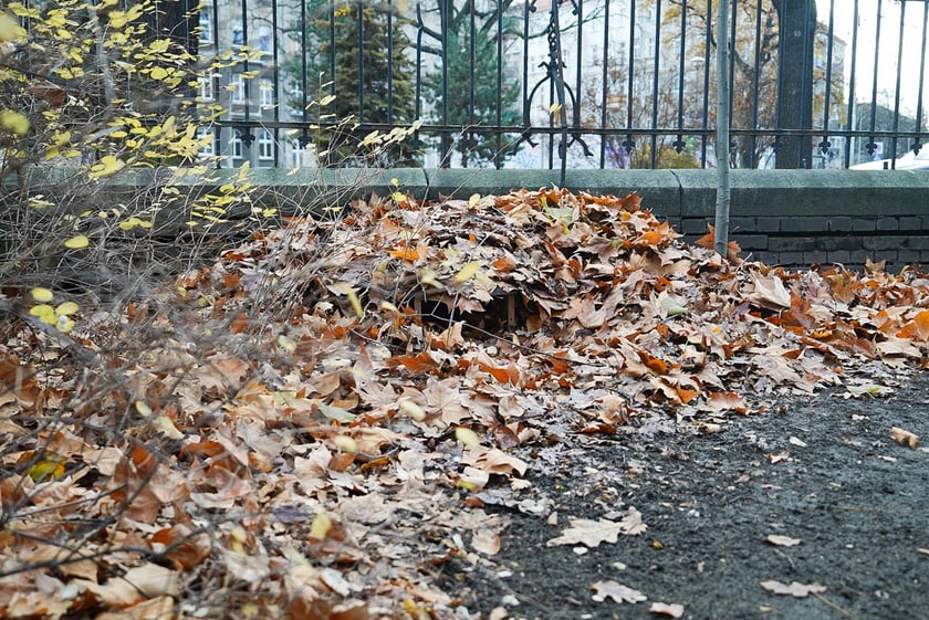 Lekcja ekologii w Przedszkolu nr 109 we Wrocławiu