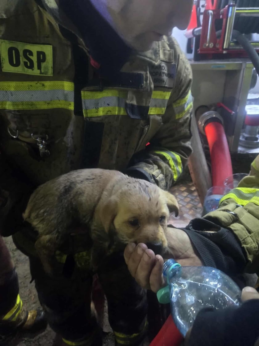 Akcja ratunkowa strażaków