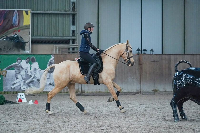 Na Partynicach rozgrywano Mistrzostwa Polski w Working Equitation.