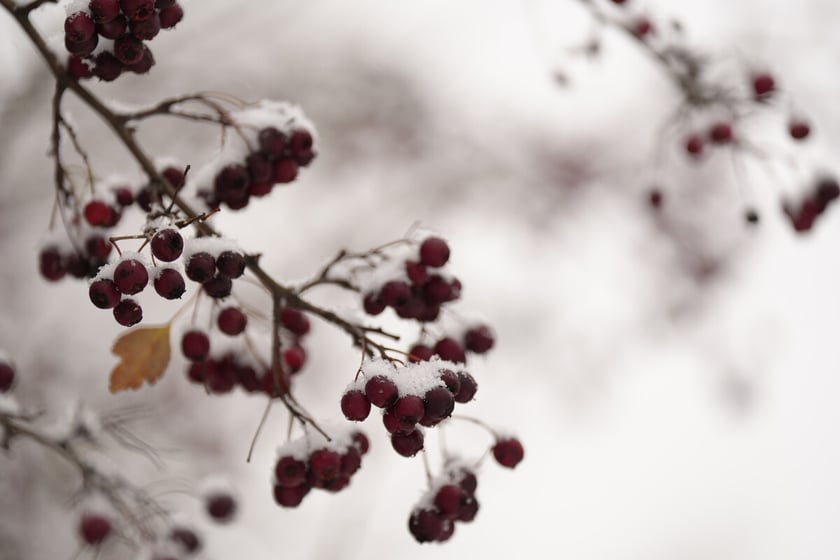 Pierwszy śnieg we Wrocławiu, 24.11.2025