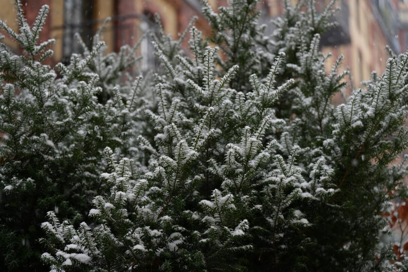 Pierwszy śnieg we Wrocławiu, 24.11.2025