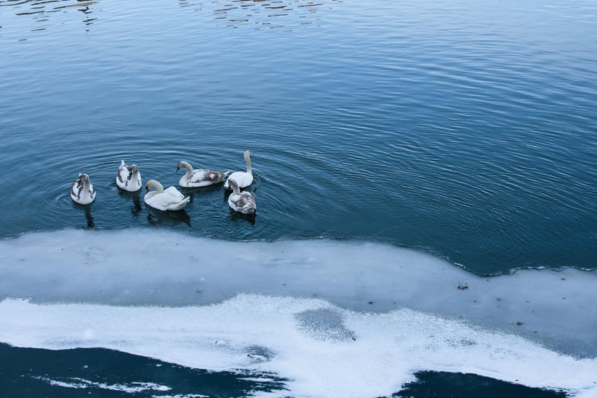 Na Odrze we Wrocławiu pojawił się lód. To zjawisko niespotkane od wielu lat