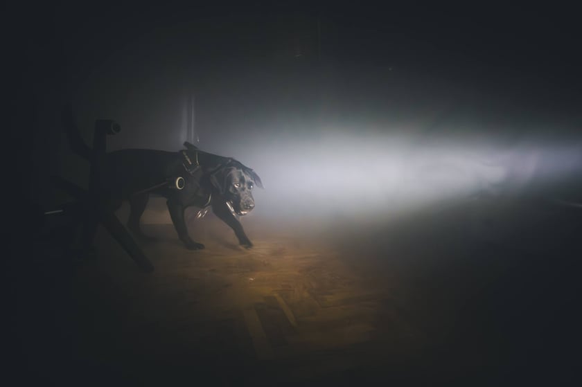 Szkolenie mundurowych przewodnik&oacute;w i ich ps&oacute;w służbowych z ZK1 przy Kleczkowskiej