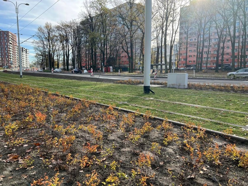 Na zdjęciu nowe krzewy, drzewa i rozchodnik na budowanej linii tramwajowej z centrum miasta w stronę Popowic