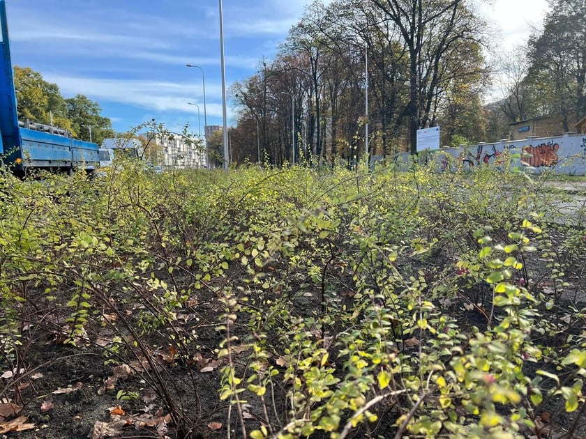 Na zdjęciu nowe krzewy, drzewa i rozchodnik na budowanej linii tramwajowej z centrum miasta w stronę Popowic