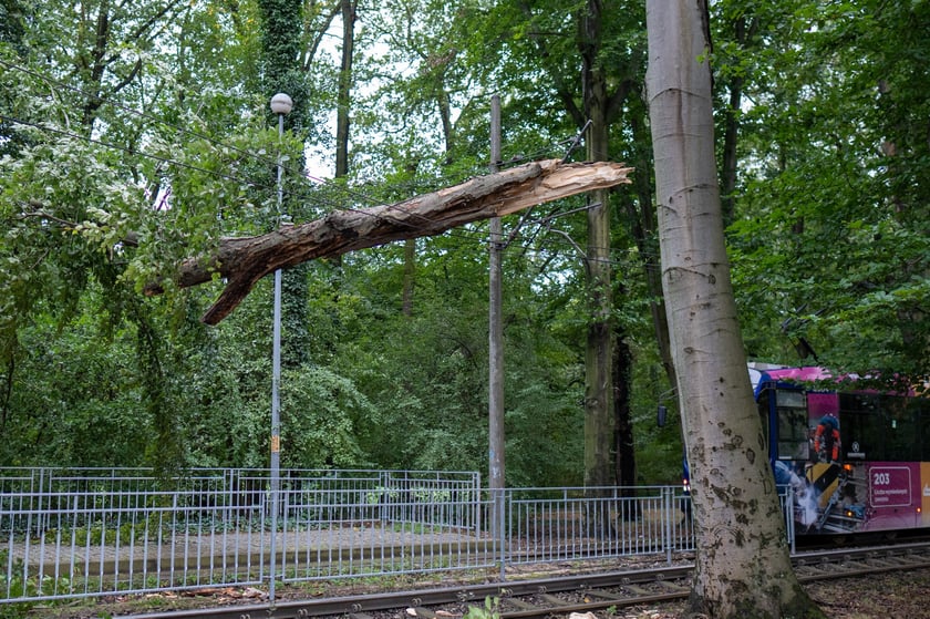 Drzewo na sieci trakcyjnej na al. Różyckiego