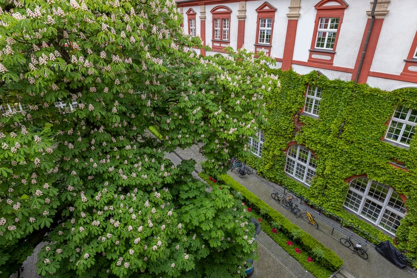 Widok z tarasu Ossolineum&nbsp;