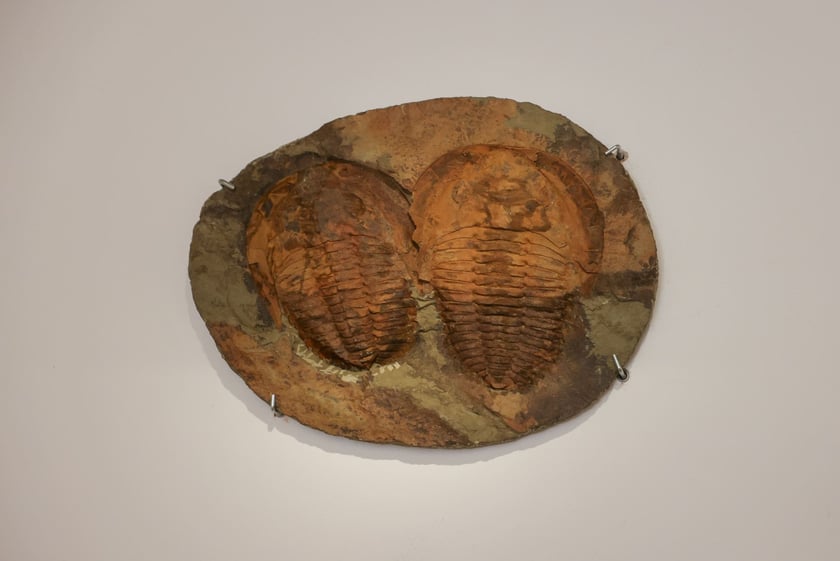 Zdjęcie z wystawy "Świątynia Baśni" w galerii BWA Wrocław Główny