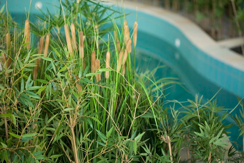 Aquapark przy ulicy Borowskiej