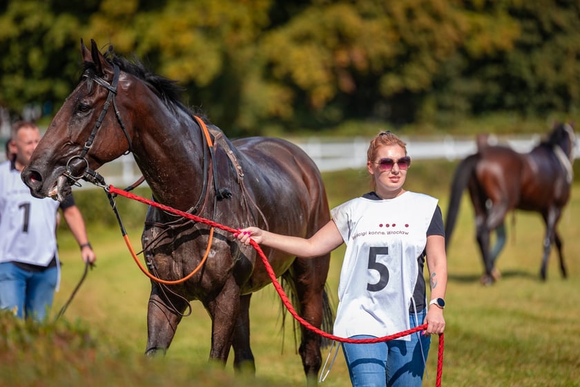 Wielka Wrocławska i Wielka Partynicka oraz 6 innych gonitw na Torze Partynice we Wrocławiu - 7 września 2025