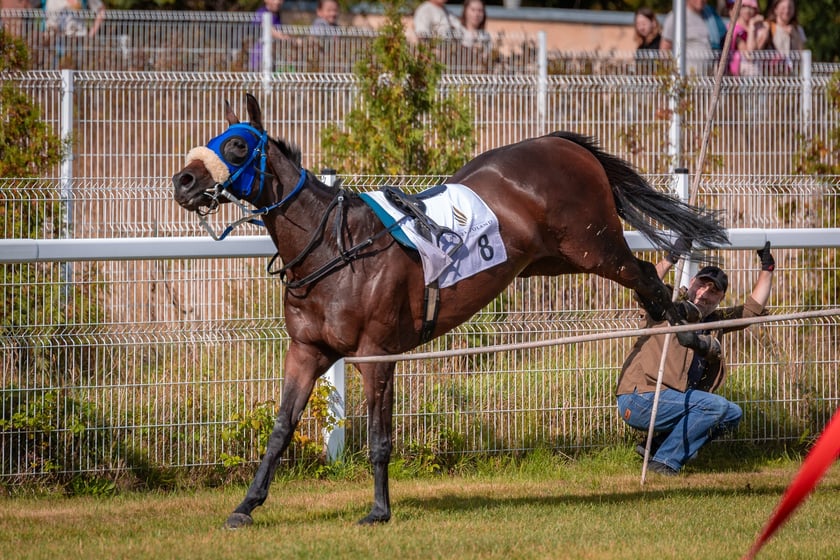 Wielka Wrocławska i Wielka Partynicka oraz 6 innych gonitw na Torze Partynice we Wrocławiu - 7 września 2025
