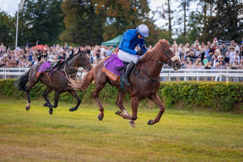 Wielka Wrocławska i Wielka Partynicka oraz 6 innych gonitw na Torze Partynice we Wrocławiu - 7 września 2025