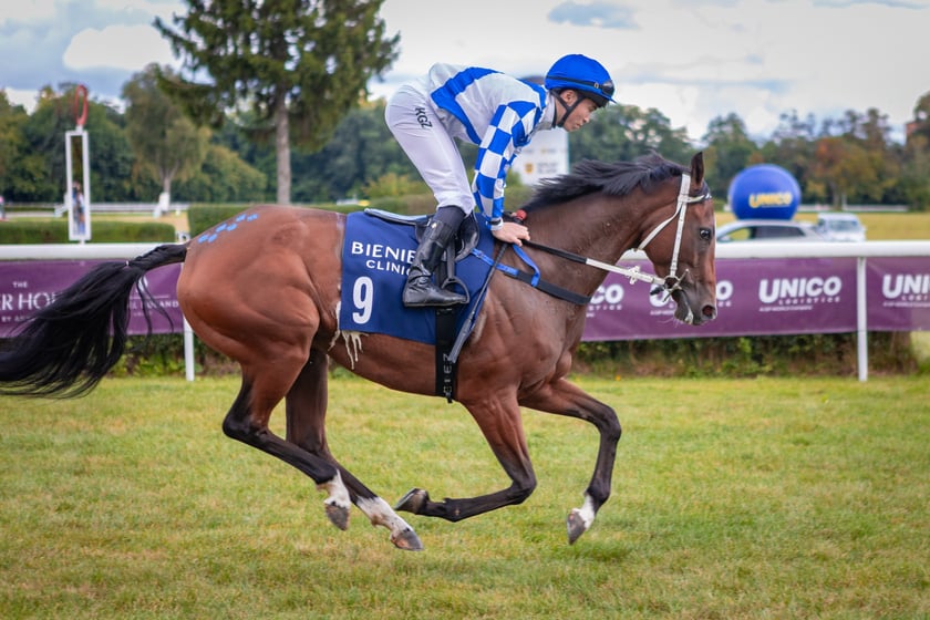 Wielka Wrocławska i Wielka Partynicka oraz 6 innych gonitw na Torze Partynice we Wrocławiu - 7 września 2025