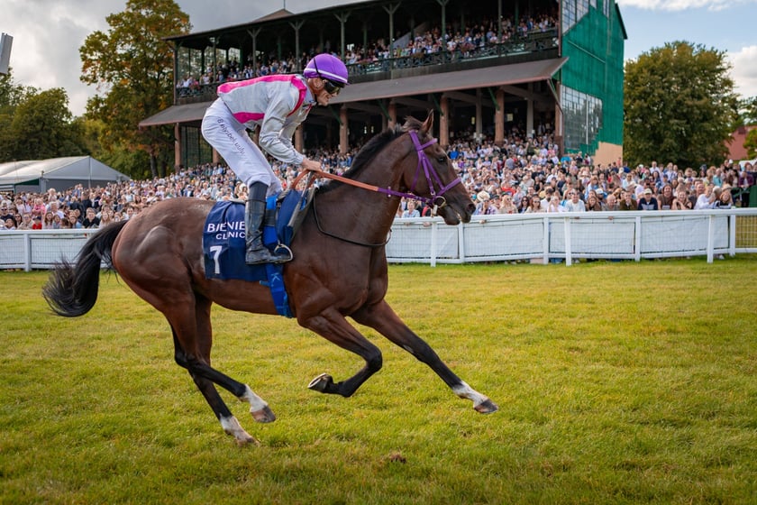 Wielka Wrocławska i Wielka Partynicka oraz 6 innych gonitw na Torze Partynice we Wrocławiu - 7 września 2025