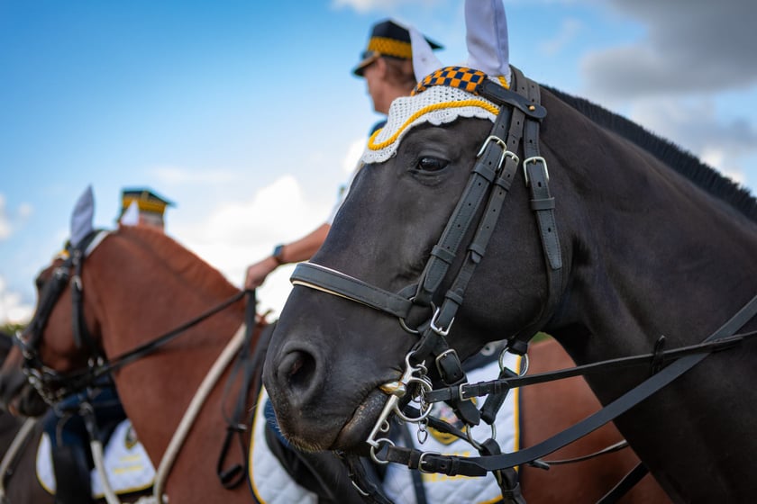 Wielka Wrocławska i Wielka Partynicka oraz 6 innych gonitw na Torze Partynice we Wrocławiu - 7 września 2025