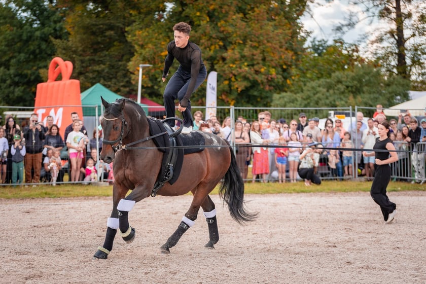 Wielka Wrocławska i Wielka Partynicka oraz 6 innych gonitw na Torze Partynice we Wrocławiu - 7 września 2025